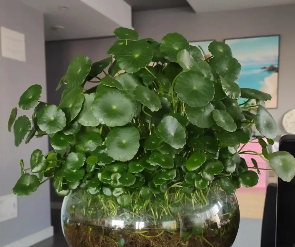 養了8年銅錢草,發現「水耕」才是正確的開啟方式,根美葉又綠
