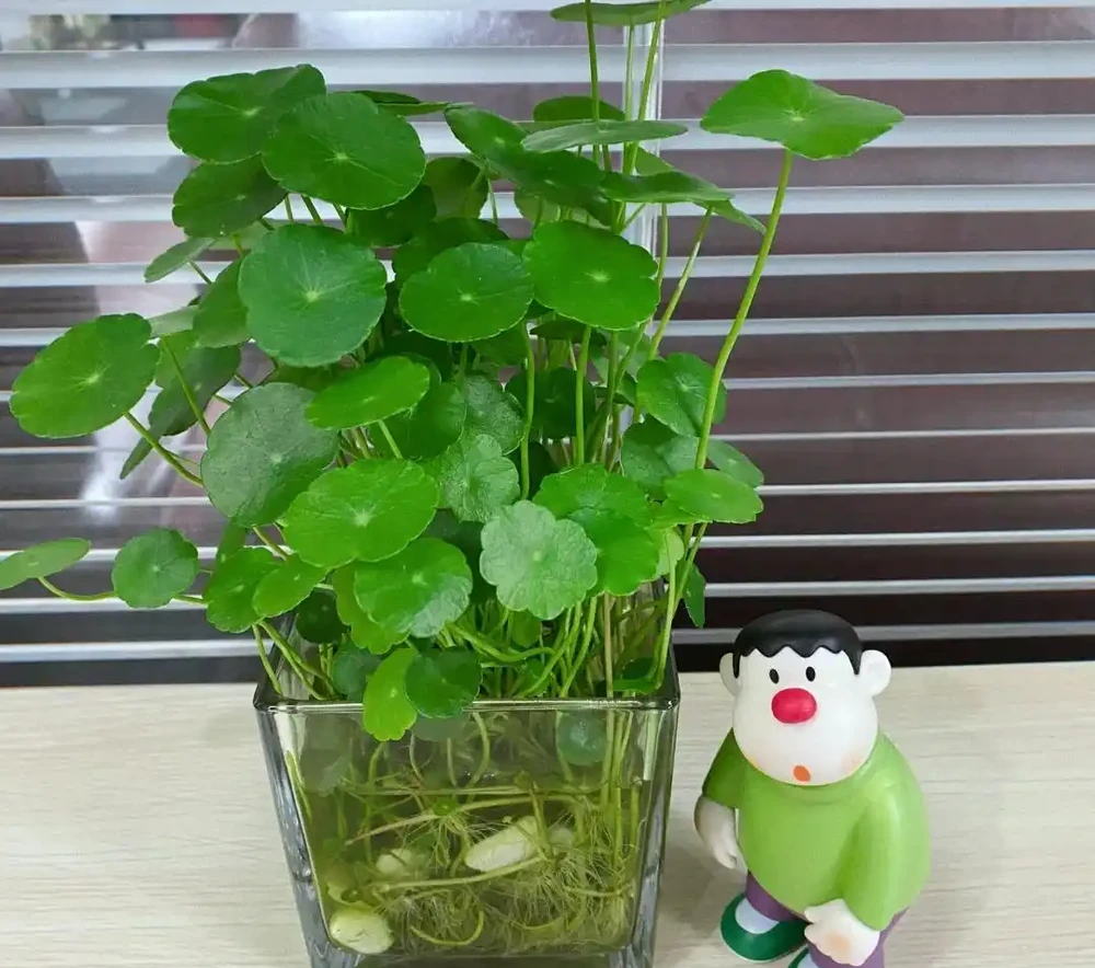 養了8年銅錢草,發現「水耕」才是正確的開啟方式,根美葉又綠