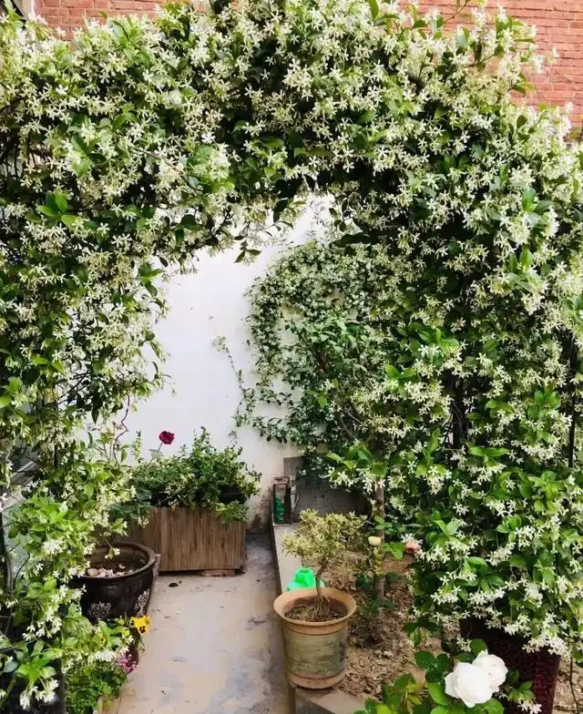 四季開花的爬藤植物有哪些:庭院造景的四季詩篇