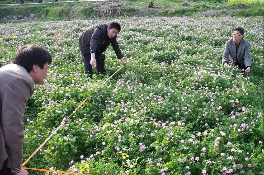 四季開花的爬藤植物有哪些:庭院造景的四季詩篇