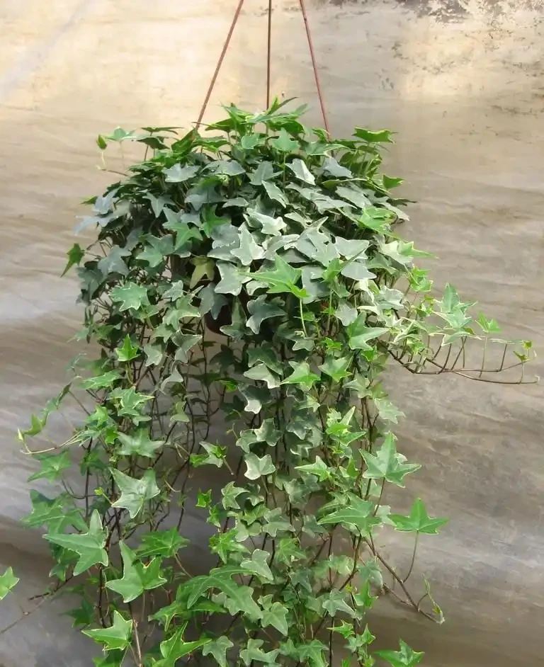 四季開花的爬藤植物有哪些:庭院造景的四季詩篇