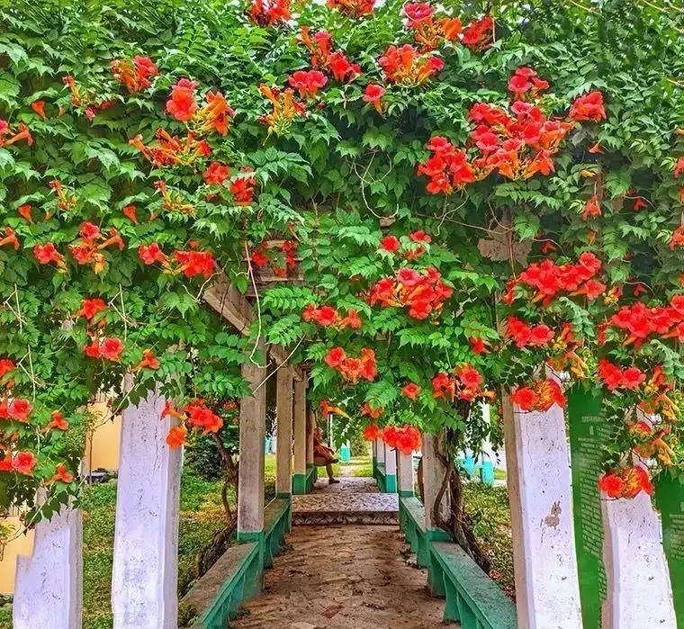 四季開花的爬藤植物有哪些:庭院造景的四季詩篇