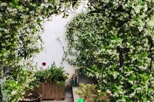 四季開花的爬藤植物有哪些：庭院造景的四季詩篇