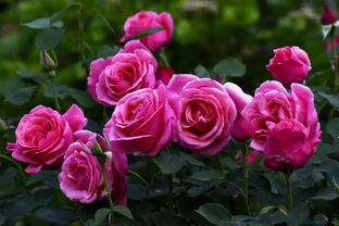 玫瑰花插枝時間和方法大公開！礦泉水瓶插1活1，新手也能變大神！