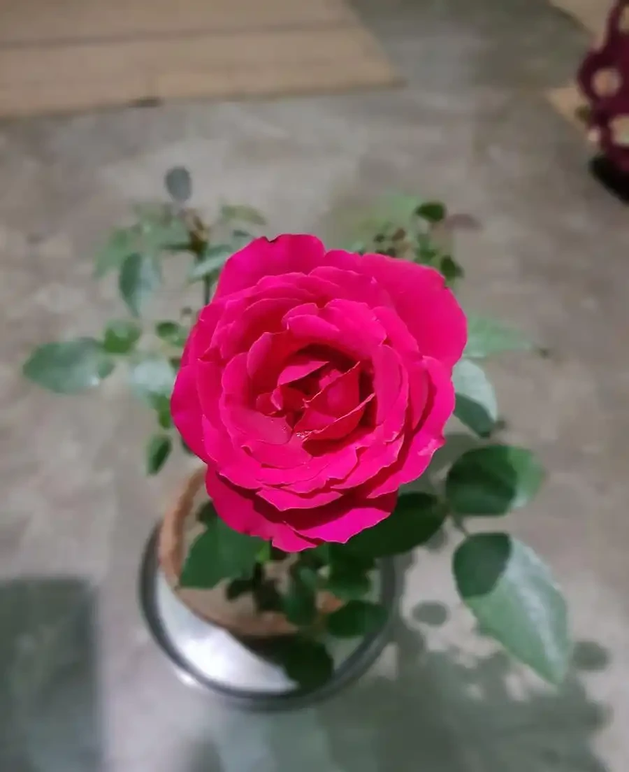 玫瑰花水養秘訣:7天延長開花期!3大誤區你踩過幾個?