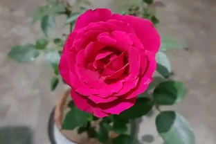 玫瑰花水養秘訣：7天延長開花期！3大誤區你踩過幾個？