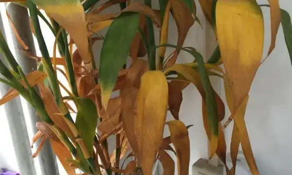 竹葉發黃是什麼原因造成的?竹葉出油怎麼回事