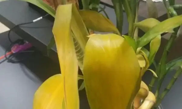 竹葉發黃是什麼原因造成的?竹葉出油怎麼回事