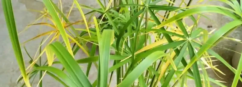 竹葉發黃是什麼原因造成的?竹葉出油怎麼回事