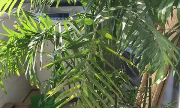竹葉發黃是什麼原因造成的?竹葉出油怎麼回事