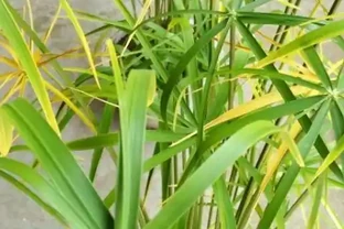 竹葉發黃是什麼原因造成的？竹葉出油怎麼回事