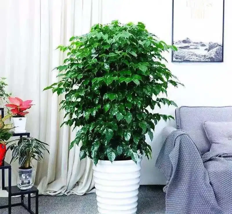 幸福樹落葉探因:六大養護漏洞全解析