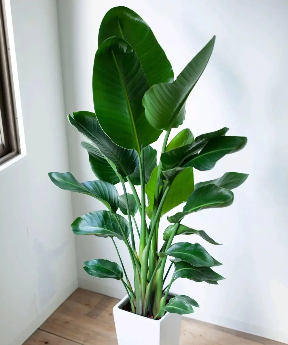 客廳大盆栽首選!10種植物,淨化空氣又聚財,新手也能養滿盆!