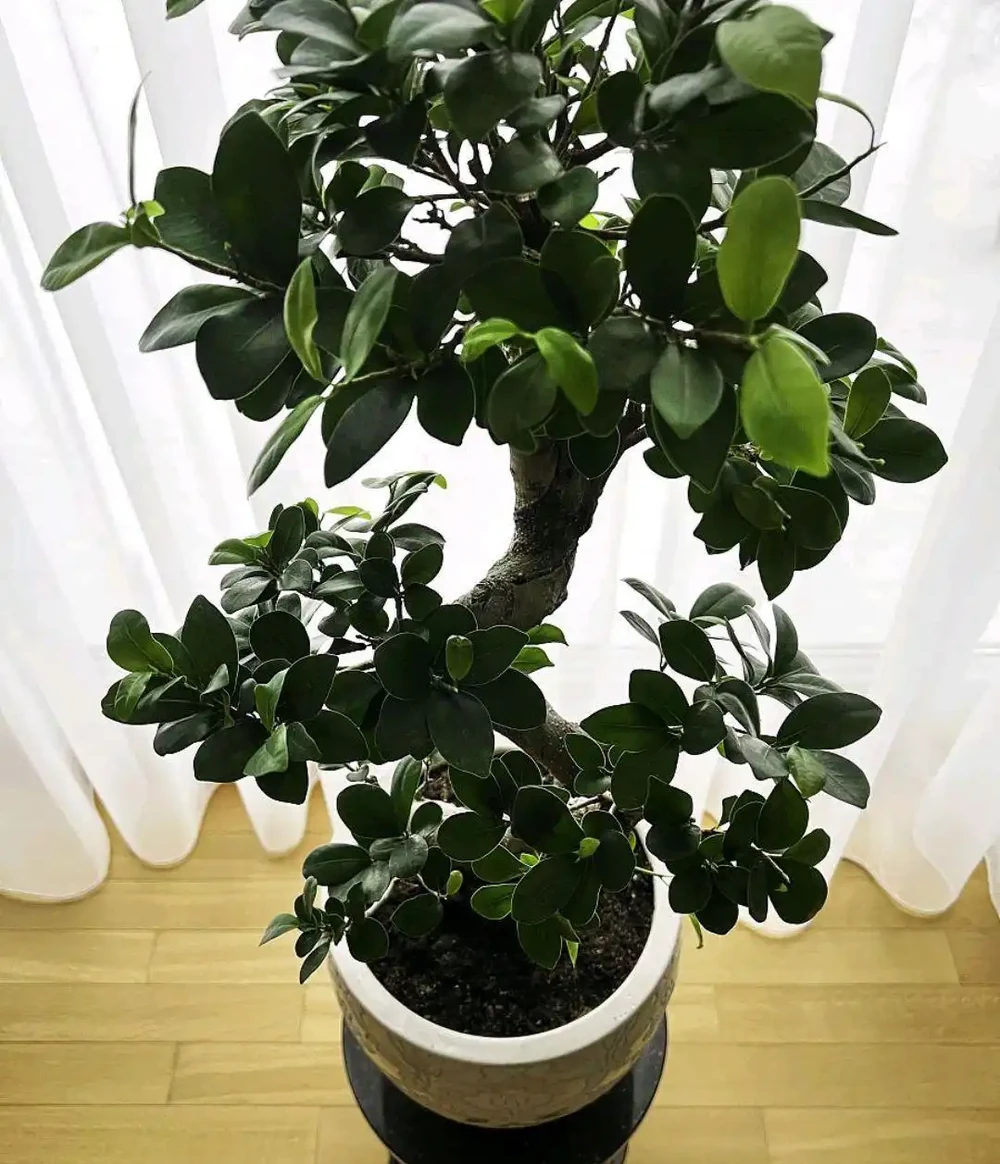 客廳大盆栽首選!10種植物,淨化空氣又聚財,新手也能養滿盆!