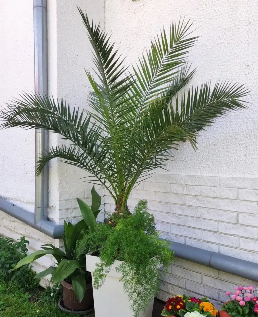 客廳大盆栽首選!10種植物,淨化空氣又聚財,新手也能養滿盆!