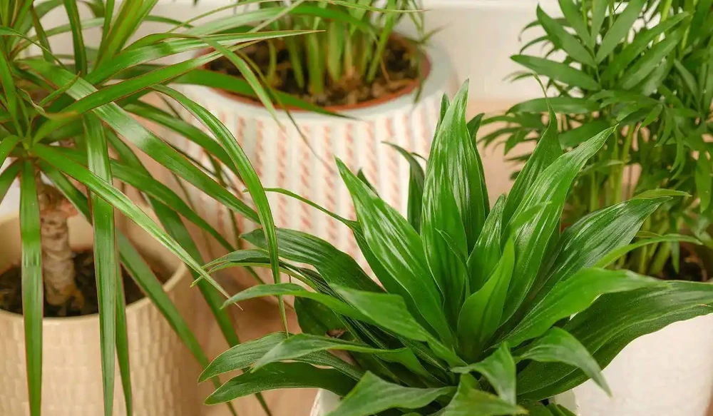 客廳大盆栽首選!10種植物,淨化空氣又聚財,新手也能養滿盆!