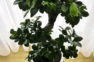 客廳大盆栽首選！10種植物，淨化空氣又聚財，新手也能養滿盆！