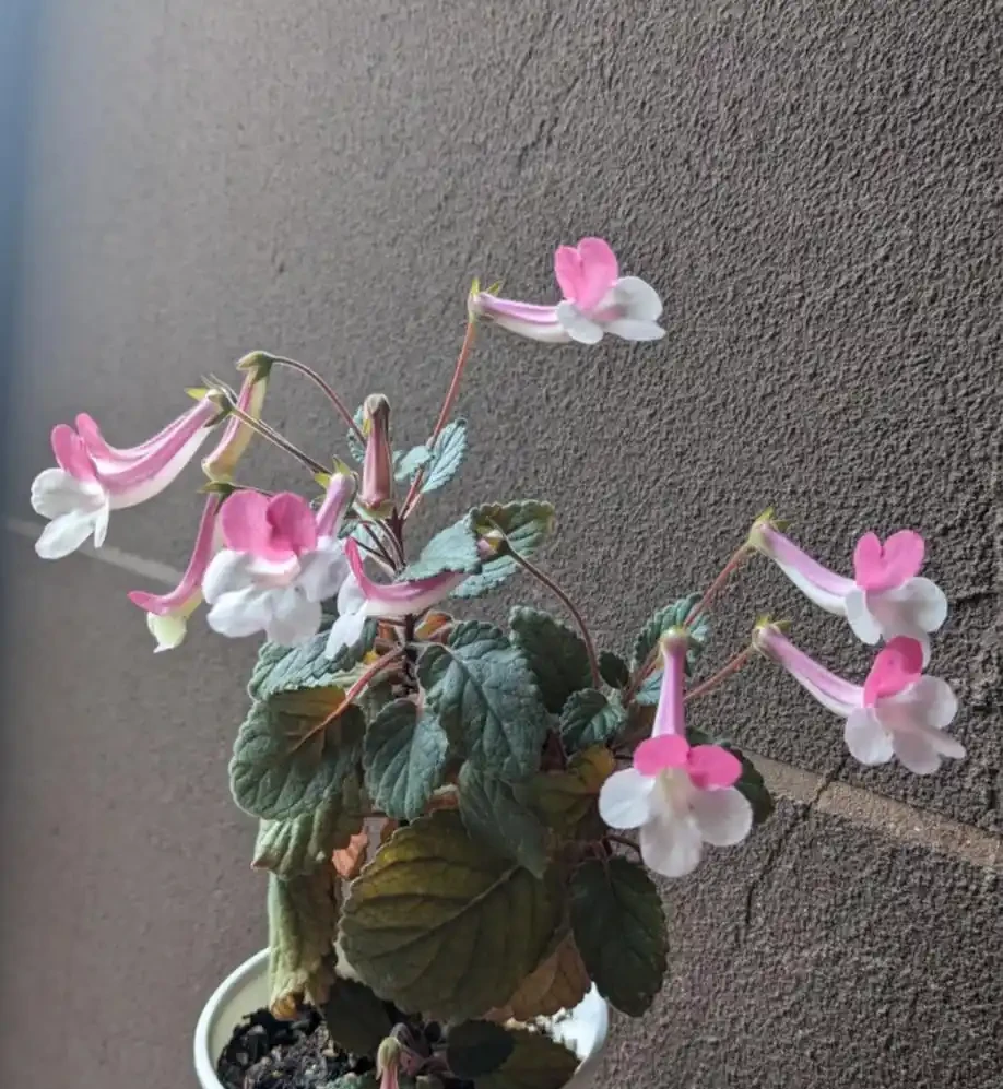 耐陰花適合擺放的位置,建議養在客廳,尤其這18種花,超級好看!