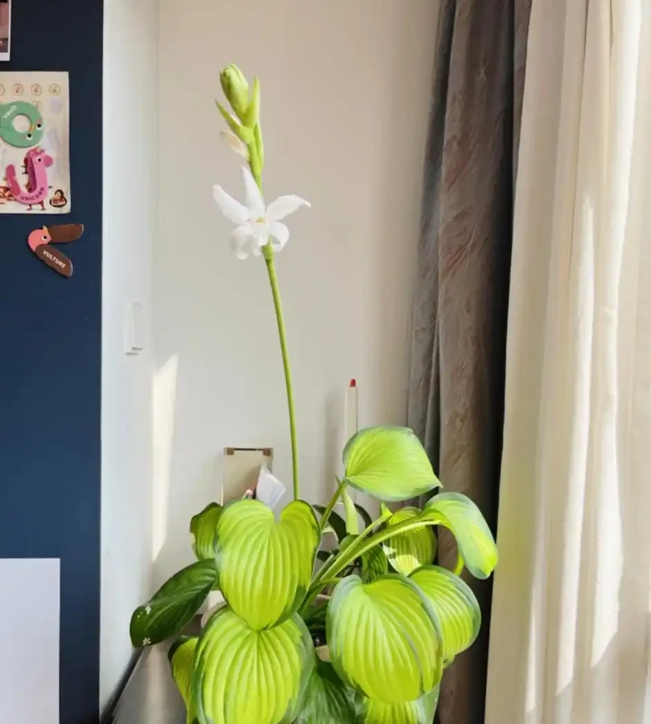 耐陰花適合擺放的位置,建議養在客廳,尤其這18種花,超級好看!