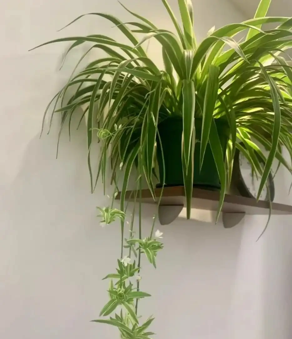 耐陰花適合擺放的位置,建議養在客廳,尤其這18種花,超級好看!