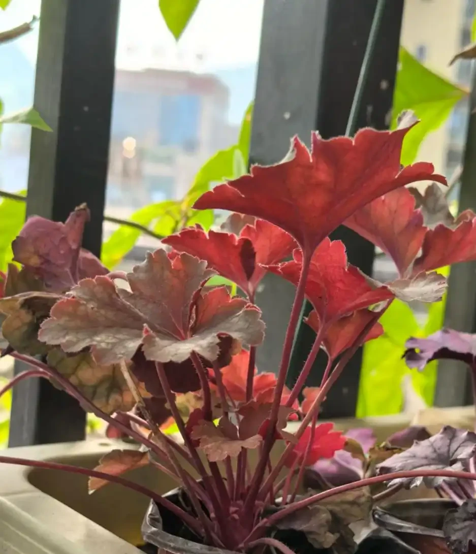 耐陰花適合擺放的位置,建議養在客廳,尤其這18種花,超級好看!
