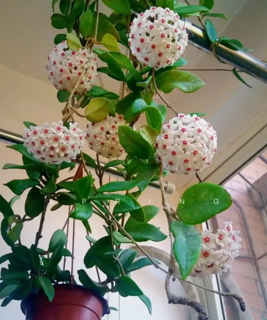 耐陰花適合擺放的位置,建議養在客廳,尤其這18種花,超級好看!