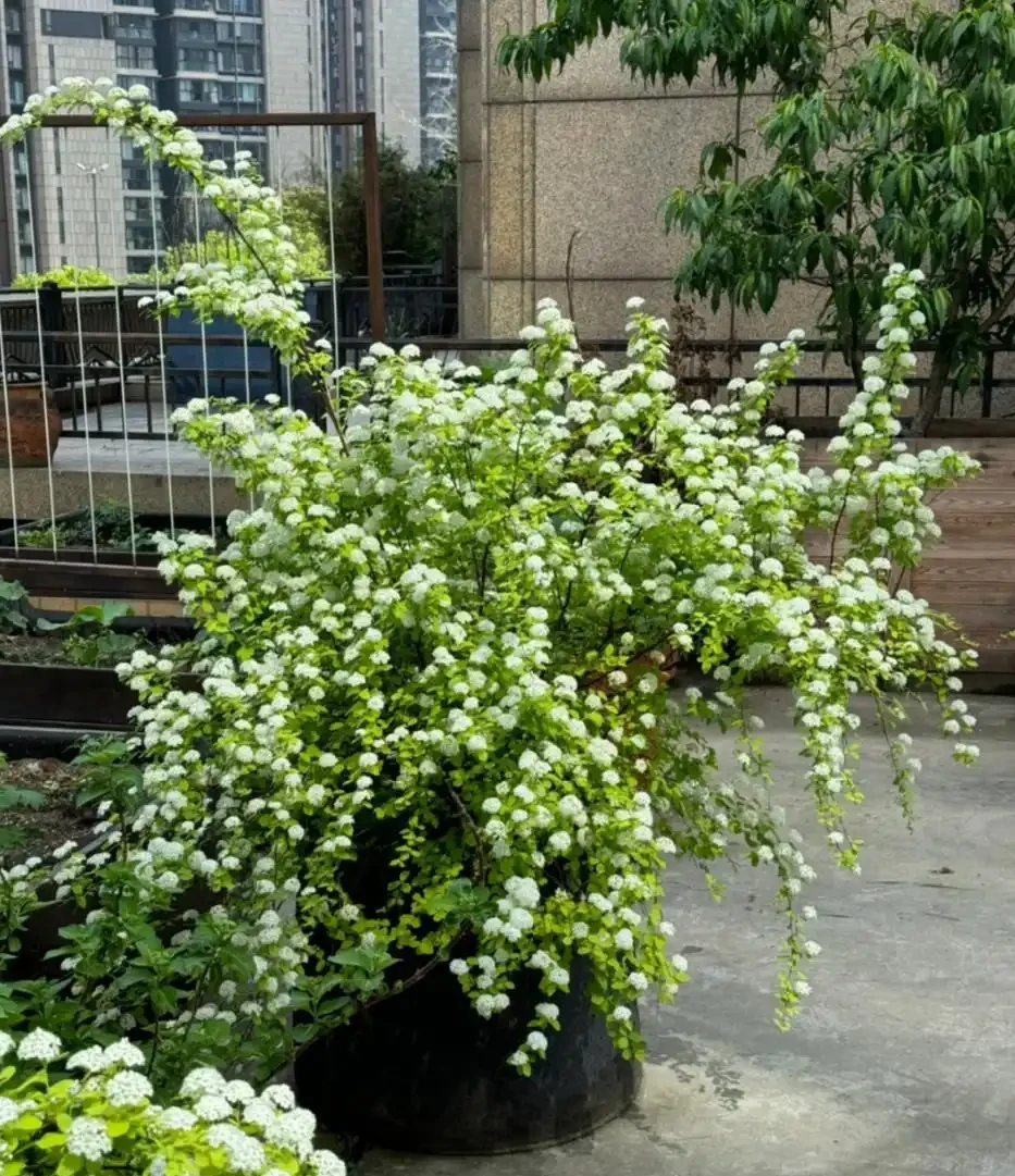 耐陰花適合擺放的位置,建議養在客廳,尤其這18種花,超級好看!