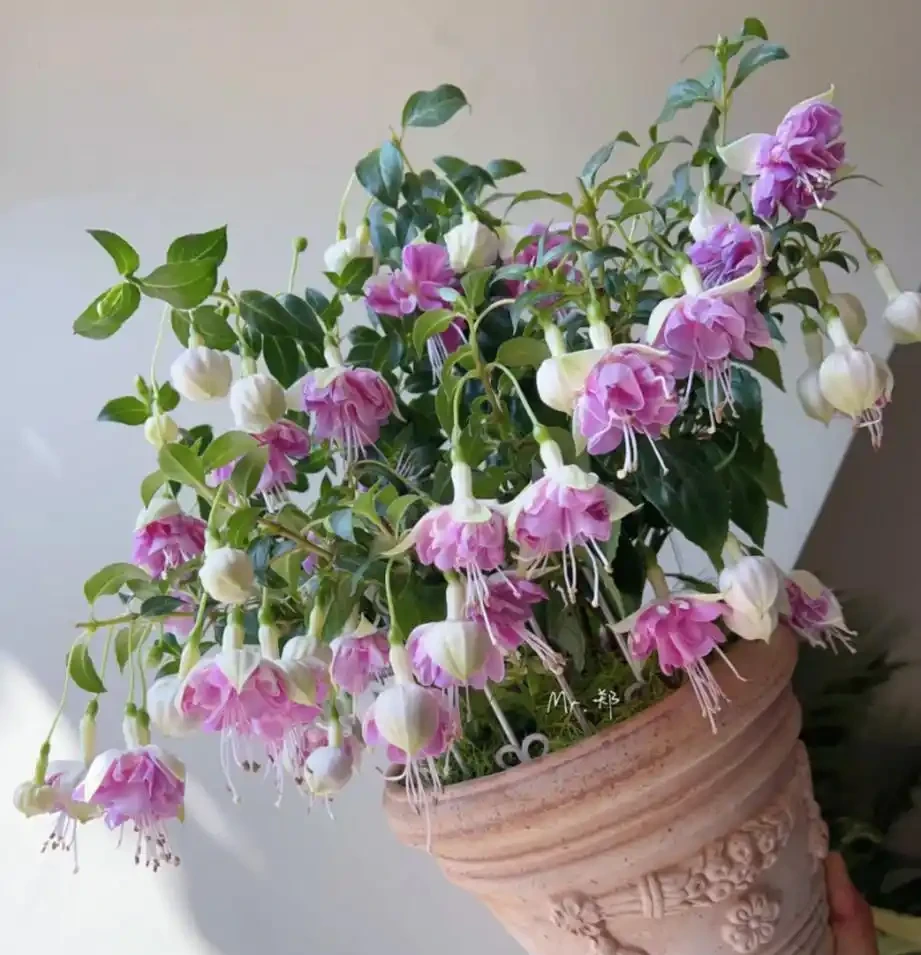 耐陰花適合擺放的位置,建議養在客廳,尤其這18種花,超級好看!