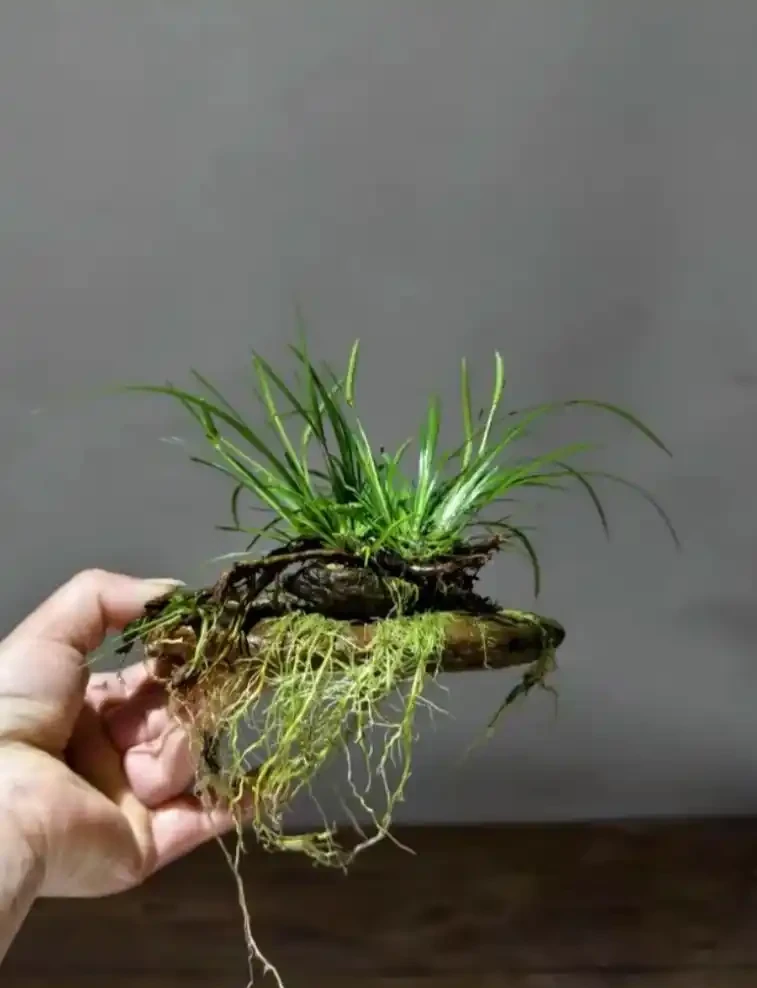 耐陰花適合擺放的位置,建議養在客廳,尤其這18種花,超級好看!