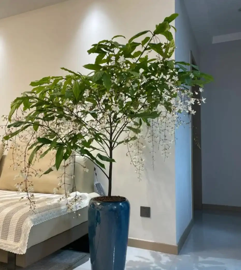 耐陰花適合擺放的位置,建議養在客廳,尤其這18種花,超級好看!