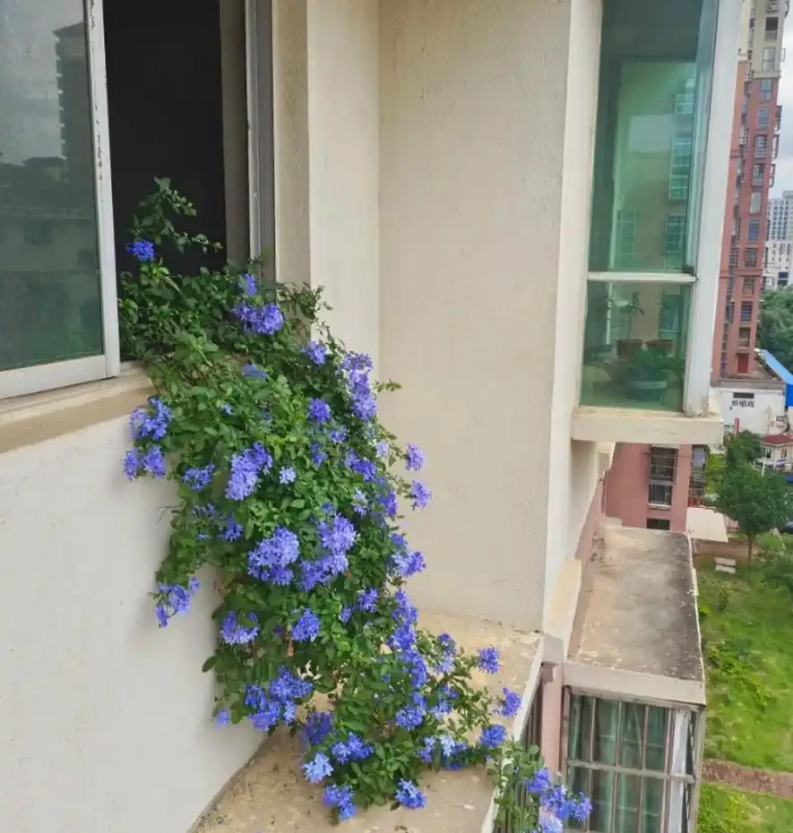 耐陰花適合擺放的位置,建議養在客廳,尤其這18種花,超級好看!