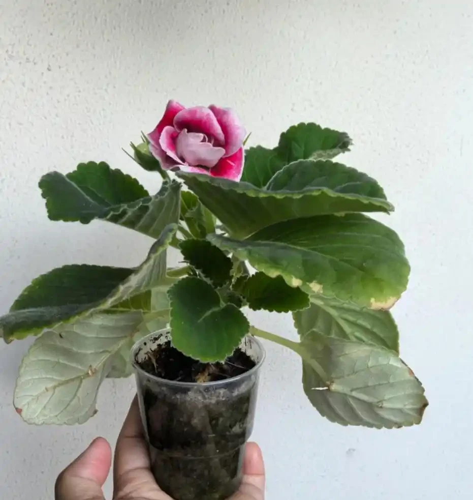 耐陰花適合擺放的位置,建議養在客廳,尤其這18種花,超級好看!