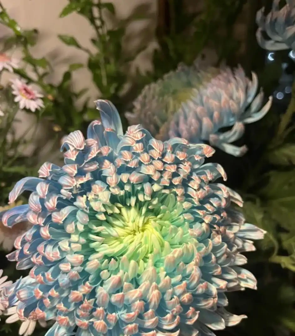 耐陰花適合擺放的位置,建議養在客廳,尤其這18種花,超級好看!