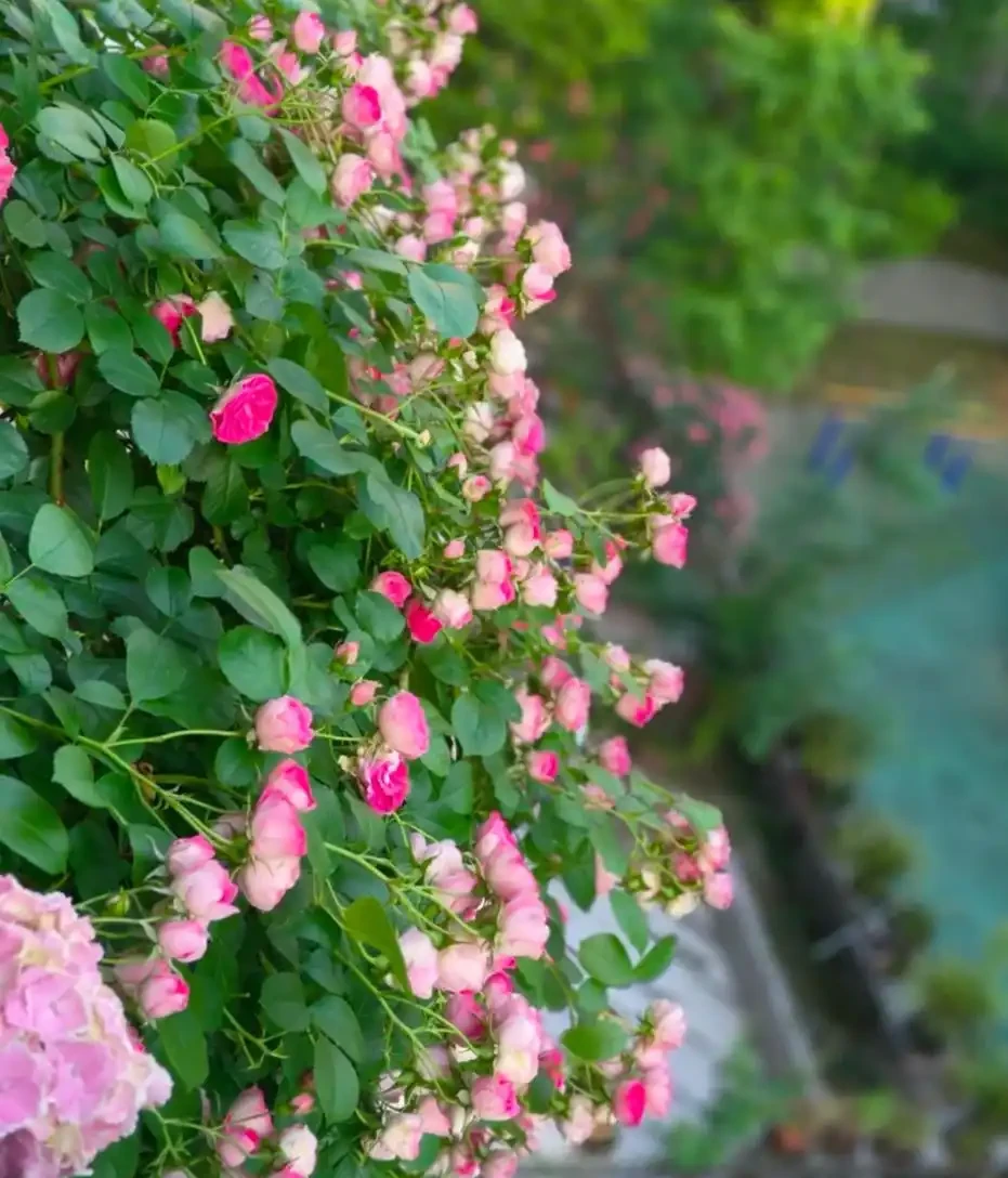 耐陰花適合擺放的位置,建議養在客廳,尤其這18種花,超級好看!