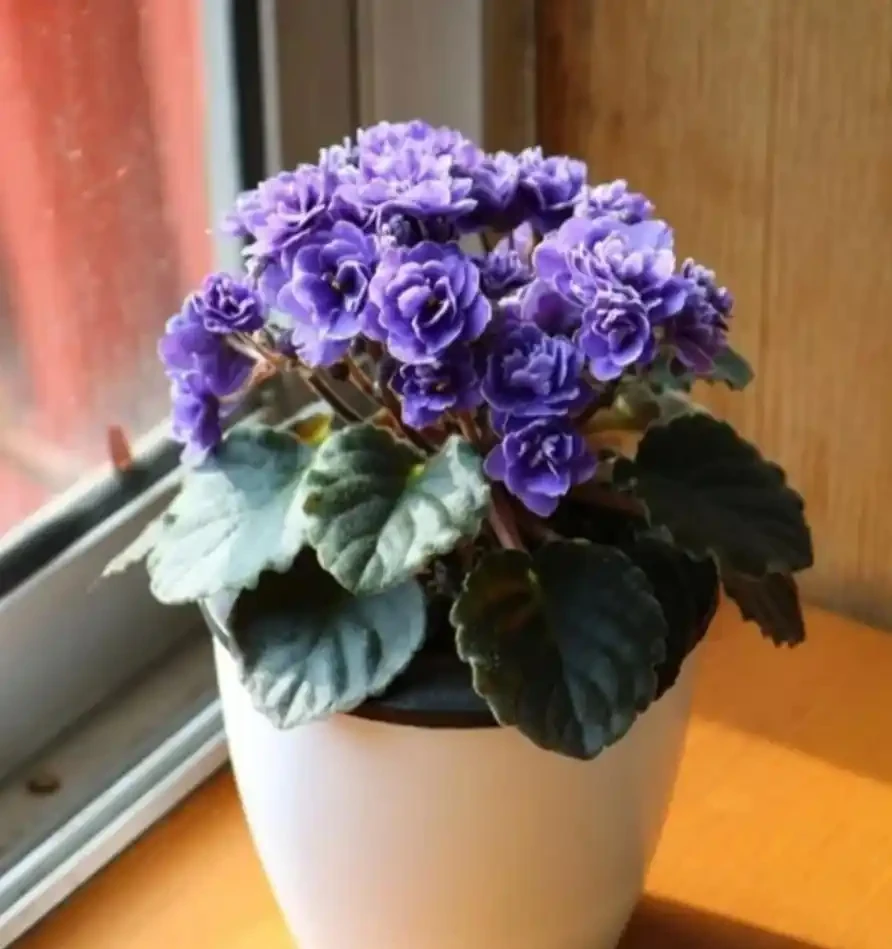 耐陰花適合擺放的位置,建議養在客廳,尤其這18種花,超級好看!