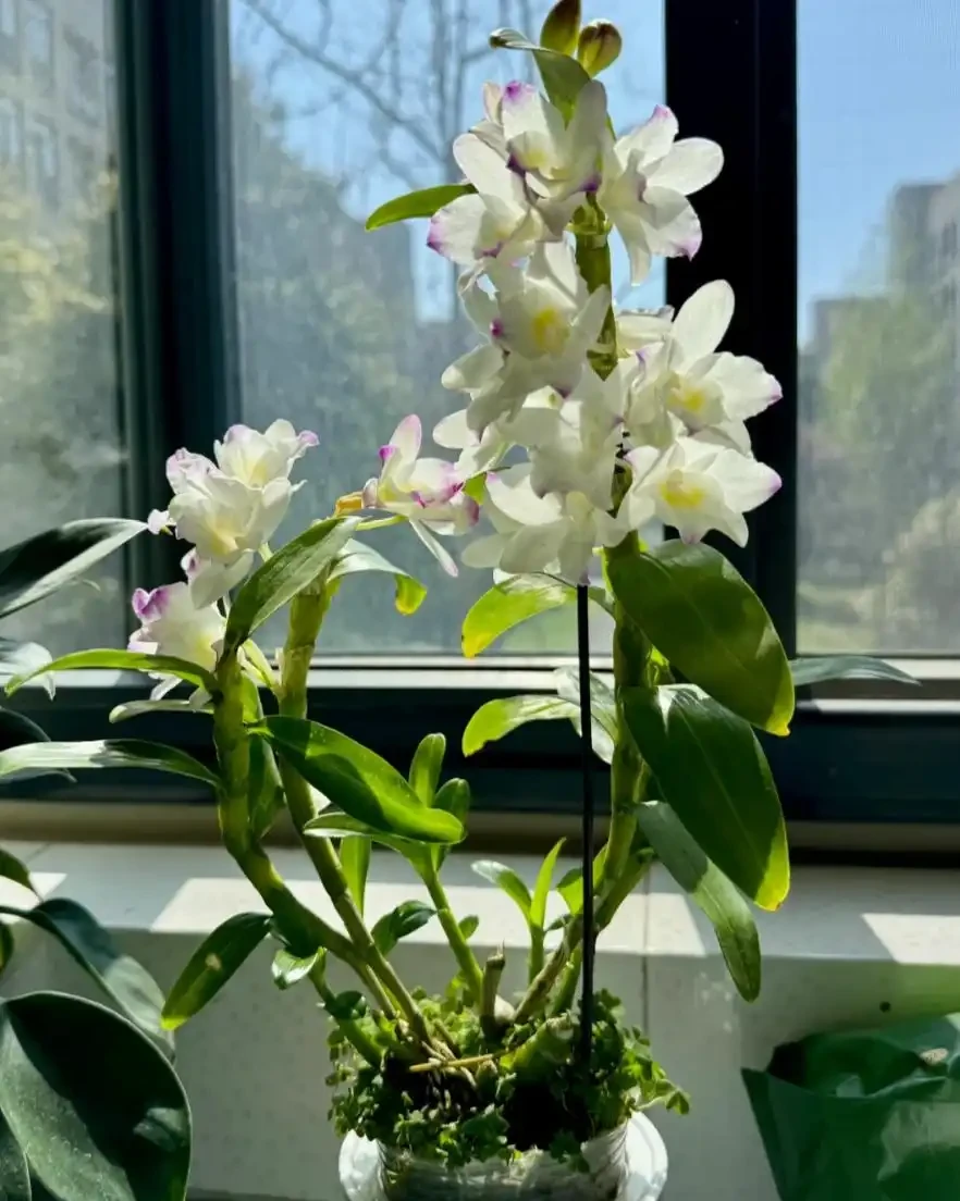 耐陰花適合擺放的位置,建議養在客廳,尤其這18種花,超級好看!