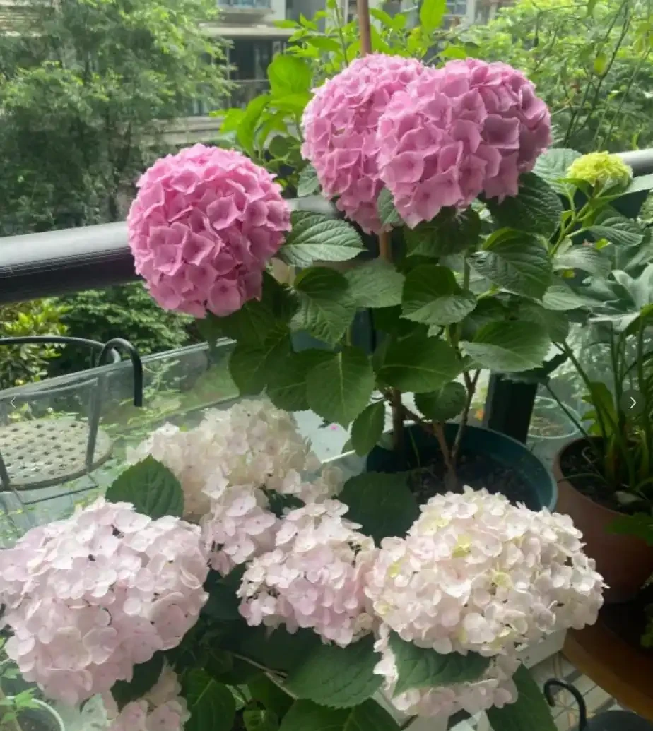耐陰花適合擺放的位置,建議養在客廳,尤其這18種花,超級好看!