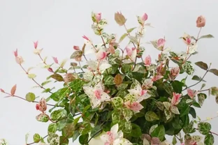 耐陰花適合擺放的位置，建議養在客廳，尤其這18種花，超級好看！