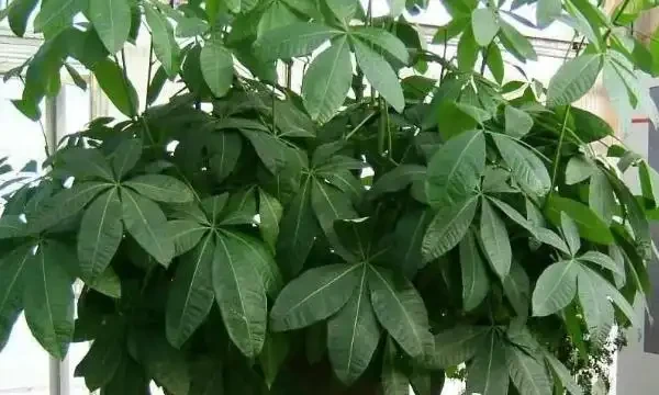 發財樹葉子發黃的原因及防治方法，發財樹上有斑點如何解決