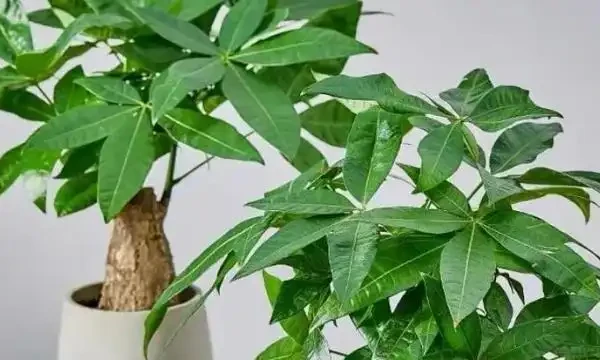 發財樹葉子發黃的原因及防治方法，發財樹上有斑點如何解決