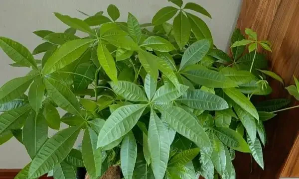 發財樹葉子發黃的原因及防治方法，發財樹上有斑點如何解決