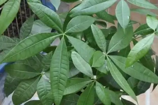 發財樹葉子發黃的原因及防治方法，發財樹上有斑點如何解決