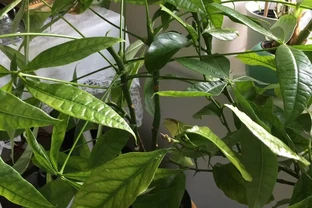 發財樹葉子黃斑全解析：3大致命傷+5招急救法