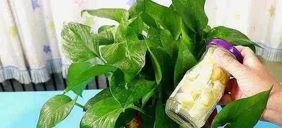 黃金葛葉子灰濛濛？3個廚房廢物擦一擦，7天變油綠髮亮