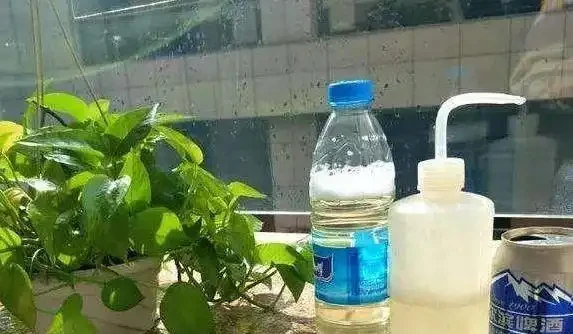 黃金葛葉子灰濛濛？3個廚房廢物擦一擦，7天變油綠髮亮