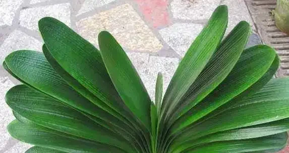 黃金葛葉子灰濛濛？3個廚房廢物擦一擦，7天變油綠髮亮