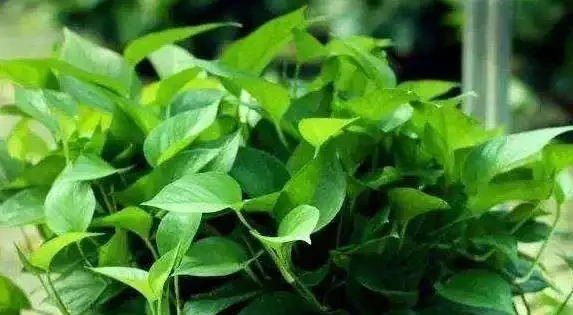 黃金葛葉子灰濛濛？3個廚房廢物擦一擦，7天變油綠髮亮