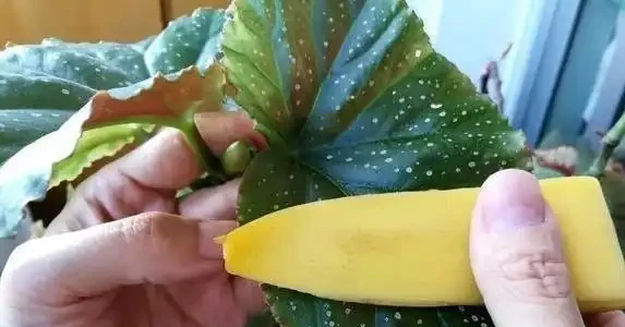 黃金葛葉子灰濛濛？3個廚房廢物擦一擦，7天變油綠髮亮