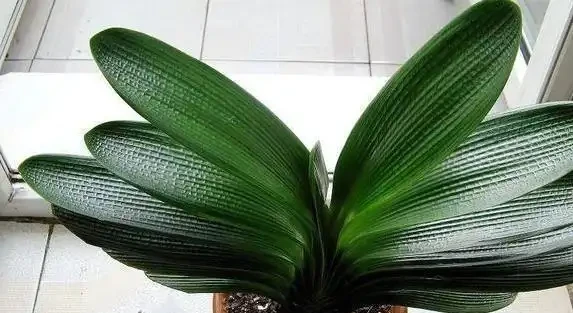 黃金葛葉子灰濛濛？3個廚房廢物擦一擦，7天變油綠髮亮