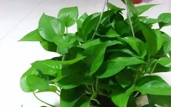 黃金葛葉子灰濛濛？3個廚房廢物擦一擦，7天變油綠髮亮